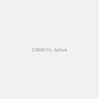 CAMK1b, Active